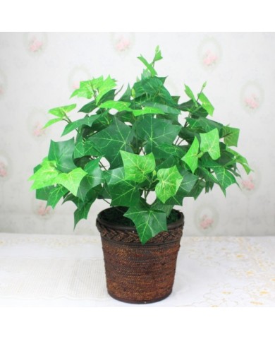 Trồng cây thường xuân đẹp nhà, giải độc không khí