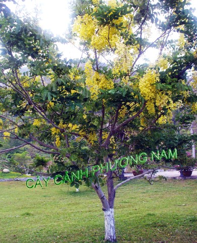 Cây Muồng Hoàng Yến