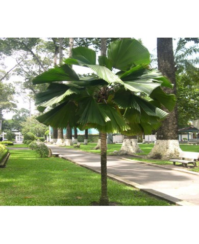 Những ngày nắng nóng và biện pháp chăm sóc cây cảnh