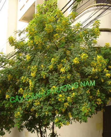 Cây Điệp Hoa Vàng