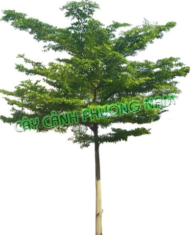 Cây Bàng Lá Nhỏ