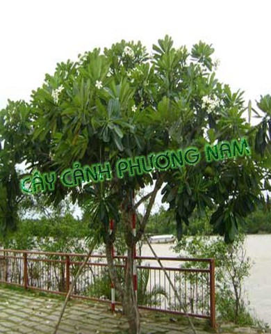 Cây Sứ Trắng