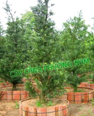 Cây Vạn Niên Tùng