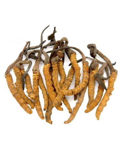 Đông trùng hạ thảo phát triển như thế nào ?