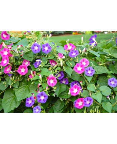 Trồng hoa Bìm Bìm rực rỡ, làm dịu không khí quanh nhà