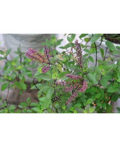 TRỒNG VÀ CHĂM SÓC CÂY HƯƠNG NHU