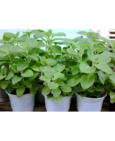 Vì sao nên trồng cây húng chanh