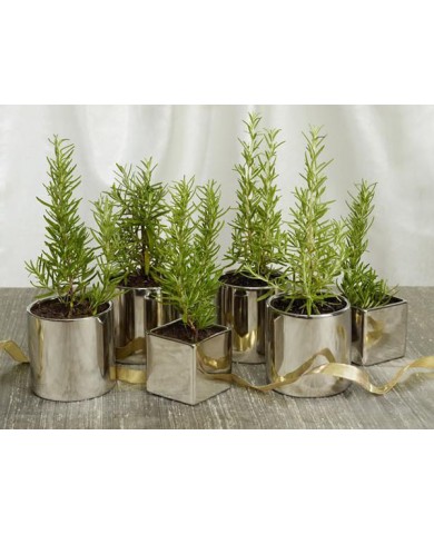 Trồng cây hương thảo cực thơm, đuổi muỗi cực hiệu quả