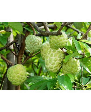 Thử trồng Na dai cực đơn giản trong vườn nhà