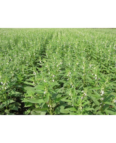 Trồng cây vừng - vừa ăn ngon vừa làm thảo dược