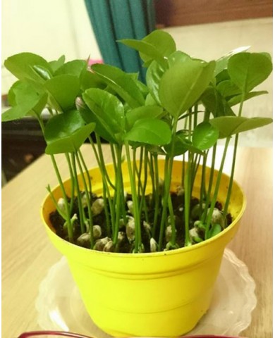 Trồng Chanh bằng hạt cực đơn giản