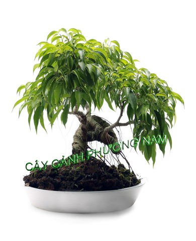 Tỉa cảnh, bấm ngọn cho cây, hoa cảnh