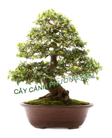 Kỹ thuật bón phân cho cây, hoa cảnh