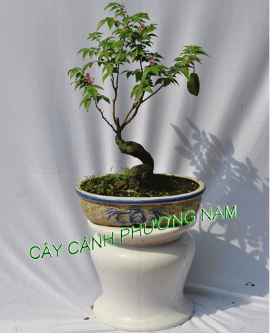 Những loại cây bonsai ăn trái