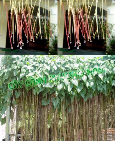 Dây Liêm Hồ Đằng