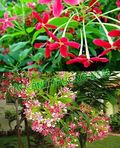 Dây Trang Leo (Sử Quân Tử)