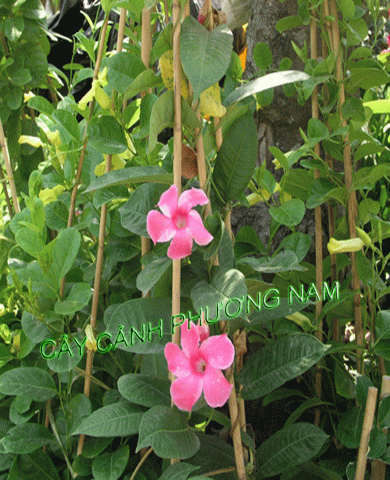 Dây Hồng Anh