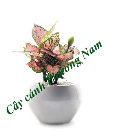 Cây Vạn Lộc