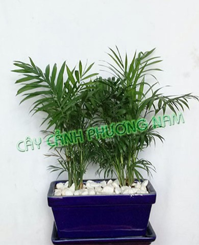 Cây Cau Tiểu Trâm