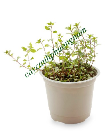 Chậu Bạc Hà Chocolate