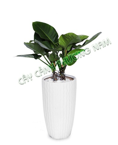 Cây Hoàng Đế Xanh