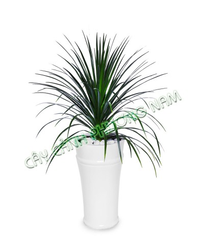 Cây Phát Tài Núi