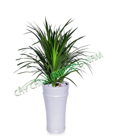 Cây Phát Tài Núi