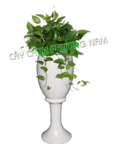 Cây Trầu Bà Xanh