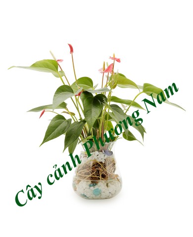 Cây Hồng Môn