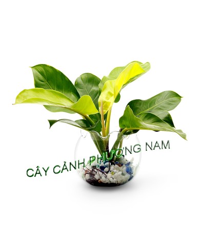 Cây Hoàng Đế