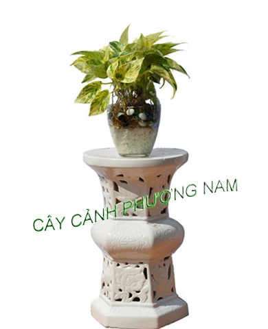 Cây Trầu Bà Thái Vàng