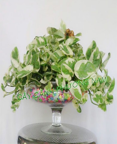 Cây Trầu Bà Ngọc Thảo