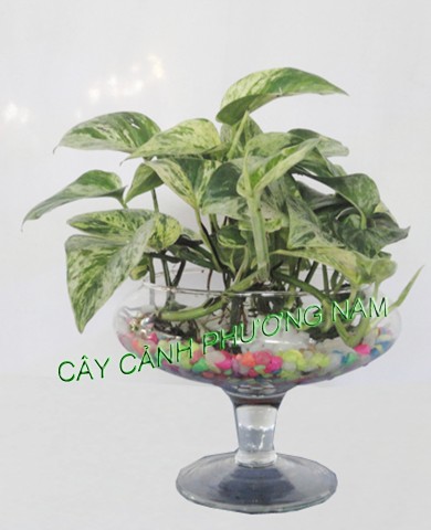 Cây Trầu Bà Thái Sữa