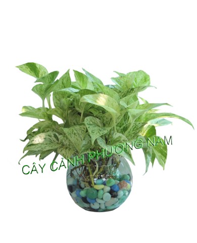 Cây Trầu Bà Thái Sữa