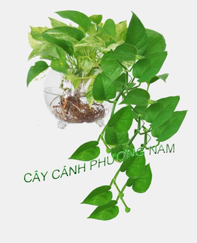 Cây Trầu Bà Xanh