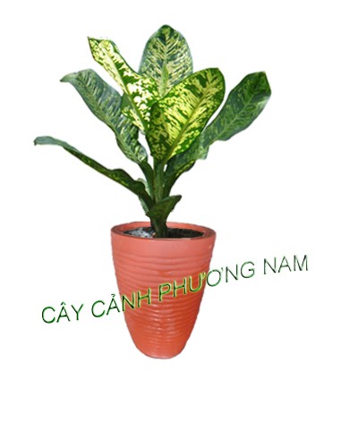 Trồng và chăm sóc cây cảnh trong chậu tại nhà