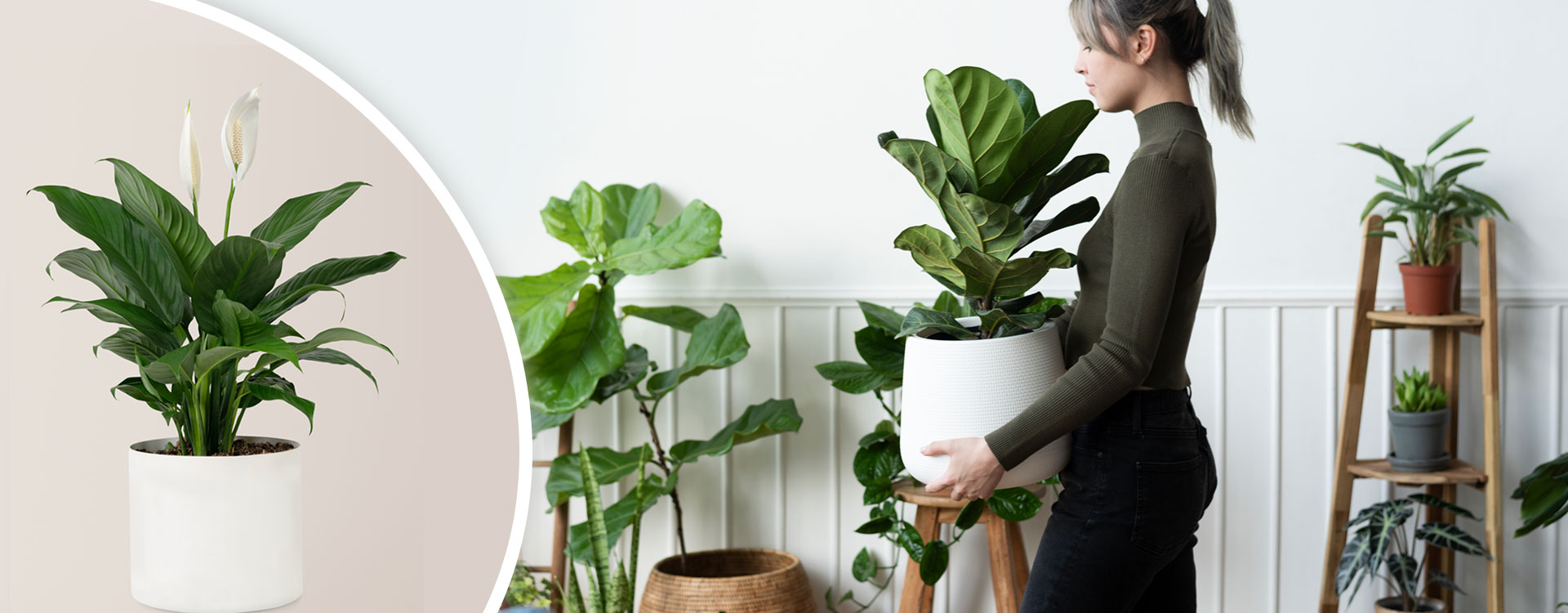 Cây Cảnh Phương Nam