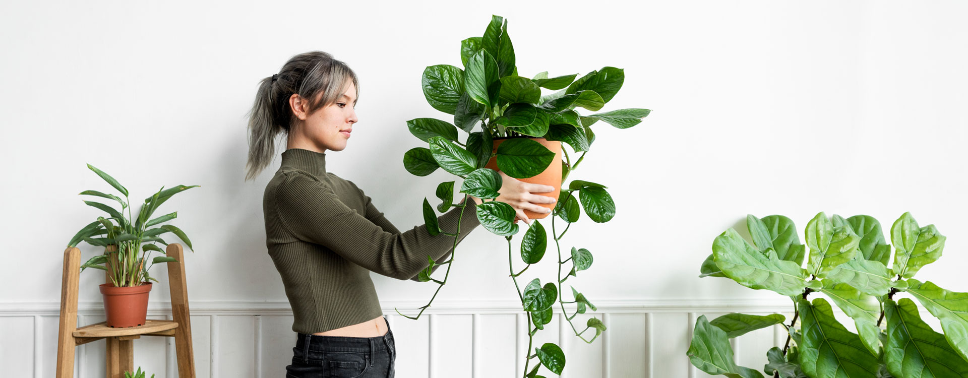 Cây Cảnh Phương Nam